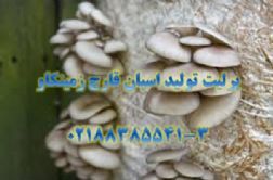 پرلیت-تولید قارچ اسپان